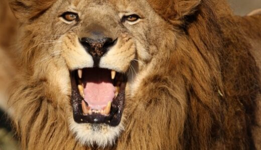 【ライオン】百獣の王たる真の所以（ゆえん）とは自然界の厳しい掟『子殺し』にあった！？